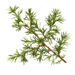 Fresh Green Branch of Hemlock with Pine Needle-Like Leaves.