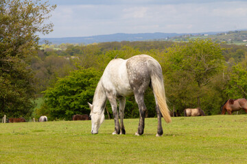 Rear view of dapple grey horse grazing quietly in field in rural Shropshire, other horses can be...
