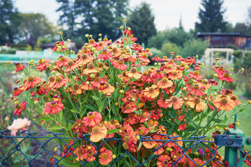 Dzielżan jesienny, Helenium autumnale L. © Marcin Łazarczyk