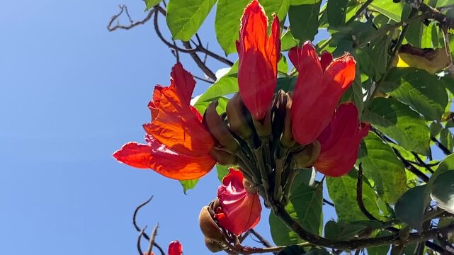 African Tulip Tree or Spathodea campanulata tropical flowers against blue sky,4k