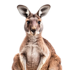 Fototapeta premium Close-up Portrait of a Kangaroo Sitting Uprightly with Alert Expression