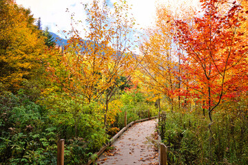 Beautiful autumn colors along a boardwalk trail in the countryside of Vermont, USA