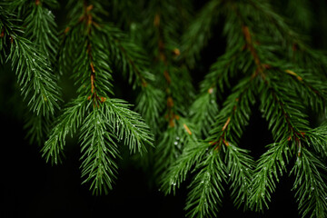 Close-up image capturing fresh dew drops on lush green branches of an evergreen pine tree creating a serene and refreshing atmosphere in nature