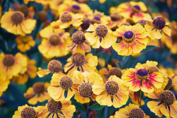 Dzielżan jesienny, Helenium autumnale L. © Marcin Łazarczyk