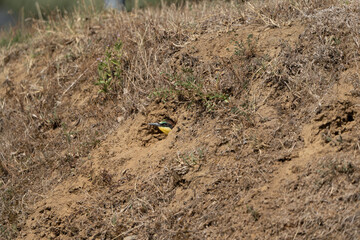 little bee-eater in a hole in the ground waiting for parents