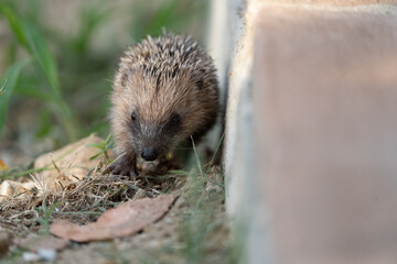 cute hedgehog puppy in the grass nearby a wall