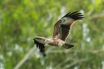 Obraz premium Hawk flying over the river for hunting fishes.Brahminy kite hawk flies and catches fish in the lake.Wildlife photography concept.