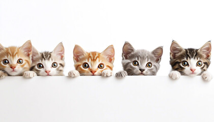 Four adorable kittens in gray, orange, white, and brown peek out from behind a white backdrop, with space available for your text.