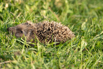 Little hedgehog puppy in the grass in the sunset