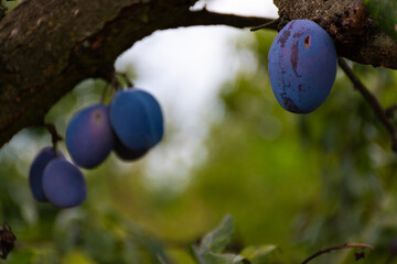 Plums on a branch