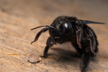 xylocopa violacea extreme close up photo