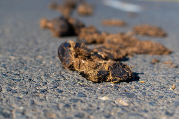animal excrement on asphalt road