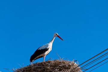 white stork in the nest
