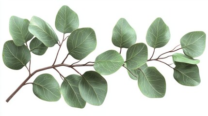 A high-resolution image of a single eucalyptus branch with round leaves