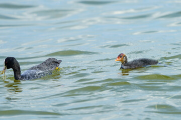 A duck feeds a small duckling with sea plants from its beak.