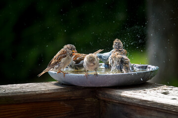 a group of sparrows bathing and splashing with water in a bird bath at a hot summer day