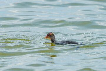 A duck with her small offspring swims on the water in search of food.