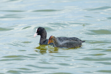 A duck with her small offspring swims on the water in search of food.