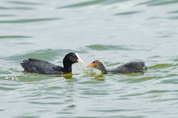 A duck feeds a small duckling with sea plants from its beak.