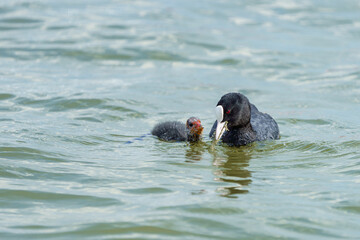 A duck with her small offspring swims on the water in search of food.
