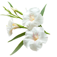 Obraz premium Beautiful Isolated Cluster of White Oleander Flowers and Leaves