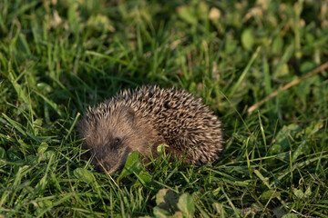 puppy hedgehog sleeping in the grass