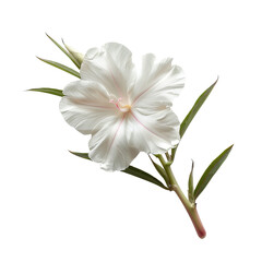 Obraz premium Isolated Oleander Flower with Delicate White Petals and Green Leaves