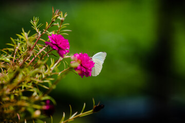 Catopsilia pyranthe - Mottled Emigrant butterfly
