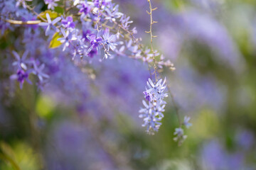 petrea volubilis, purple wreath background on green leaves