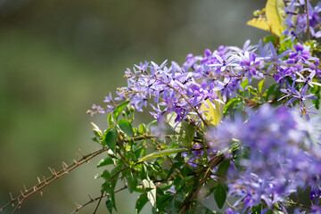 Obraz premium petrea volubilis, purple wreath background on green leaves