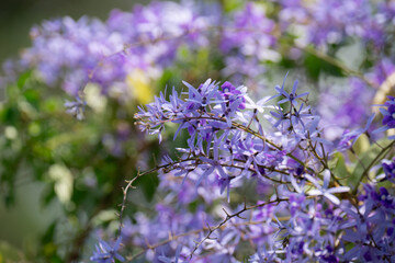petrea volubilis, purple wreath background on green leaves