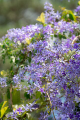 petrea volubilis, purple wreath background on green leaves
