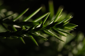 Macro shot of leaves under dark background