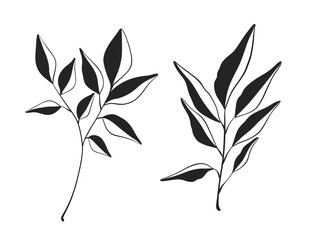 Herb Branch line art collection. Botanical illustration