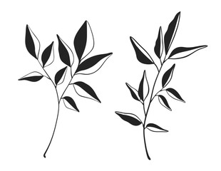 Herb Branch line art collection. Botanical illustration