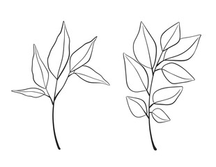 Herb Branch line art collection. Botanical illustration
