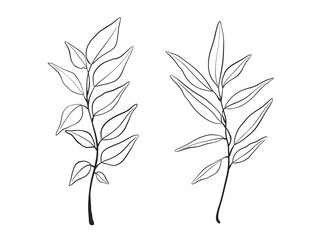 Herb Branch line art collection. Botanical illustration