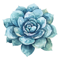 Blue Watercolor Succulent Plant Illustration with Detailed Leaves