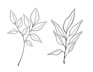 Herb Branch line art collection. Botanical illustration