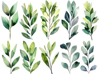 Fototapeta premium Elegant Watercolor Olive Branches with Muted Green Leaves on White Background