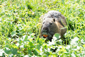 nutria in the grass eating a piece of carrot