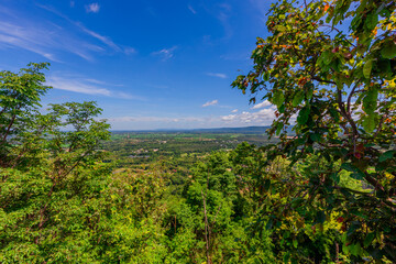 Background of various species of trees growing on the foot of the mountain, on the high rocks on the mountain top, beautiful ecosystem, fresh air.