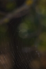 spider web on brown background in autumn forest, vertical soft focused macro shot