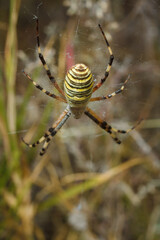Beautiful yellow and black striped Agriope bruennichi spider in its web, soft focused macro shot