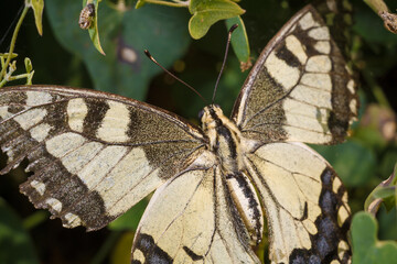 Fototapeta premium Papilio machaon, Old World swallowtail, butterfly of the family Papilionidae. Soft focused macro shot