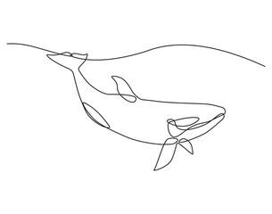 Continuous line drawing of orca whale. Single line drawing of whale killer fish. Marine animal concept continuous line. Editable outline. © Mooze Art