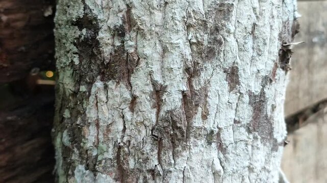 santalum album tree trunk