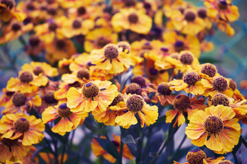 Dzielżan jesienny, Helenium autumnale L.