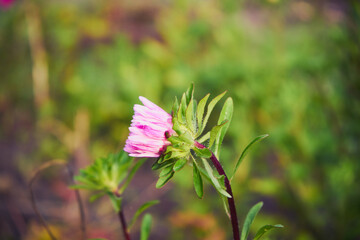Aster, Aster L. © Marcin Łazarczyk