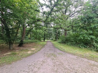 Fototapeta premium parc with atmospheric sky, trees and walking path in Berlin Friedrichshagen (Treptow/Köpenick)